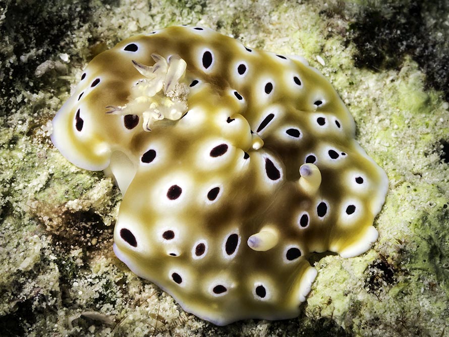 Goniobranchus cavae